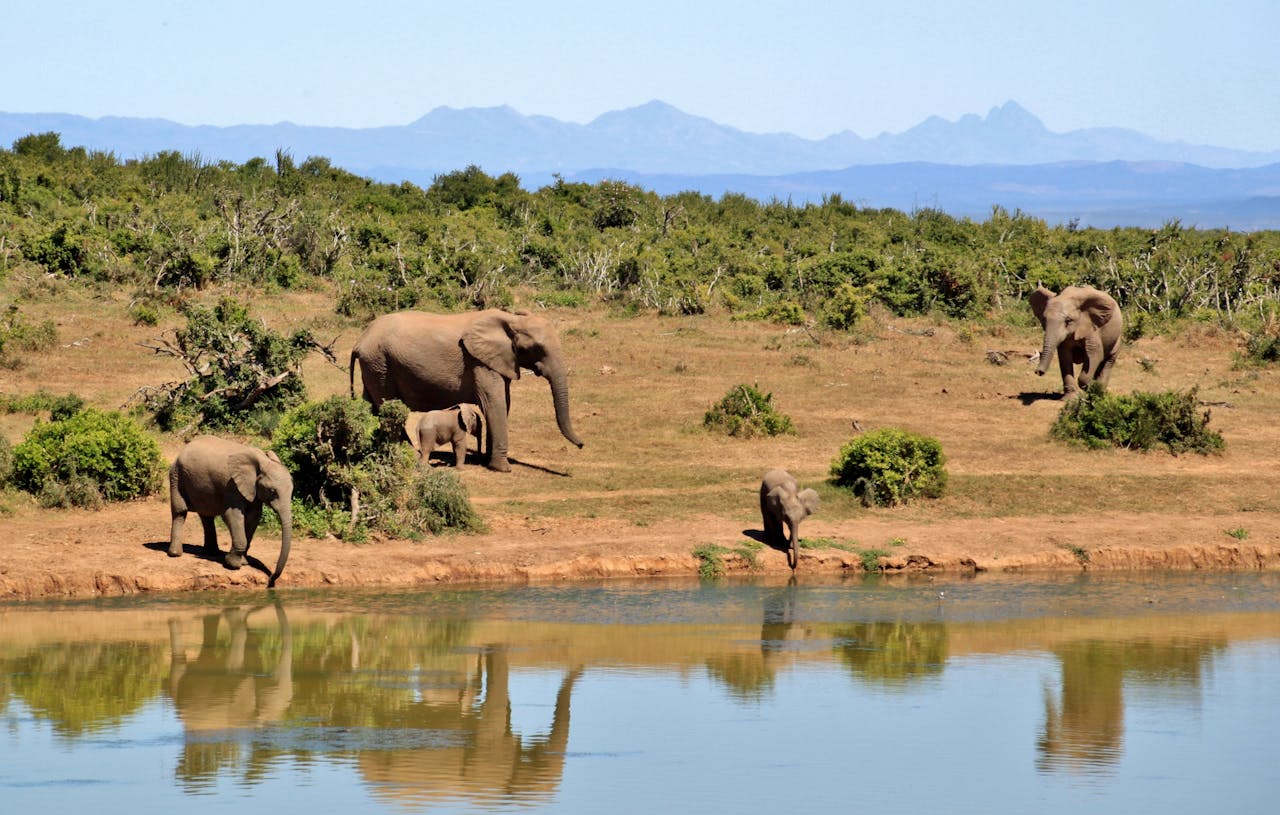 A herd of African elephants by a waterhole reflecting lush greenery and distant mountains.