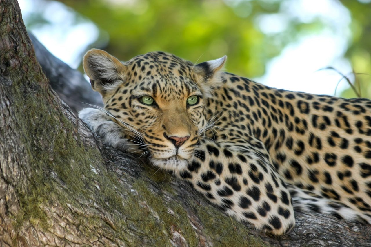 about-02 Closeup of a leopard resting on a tree branch in the wild.
