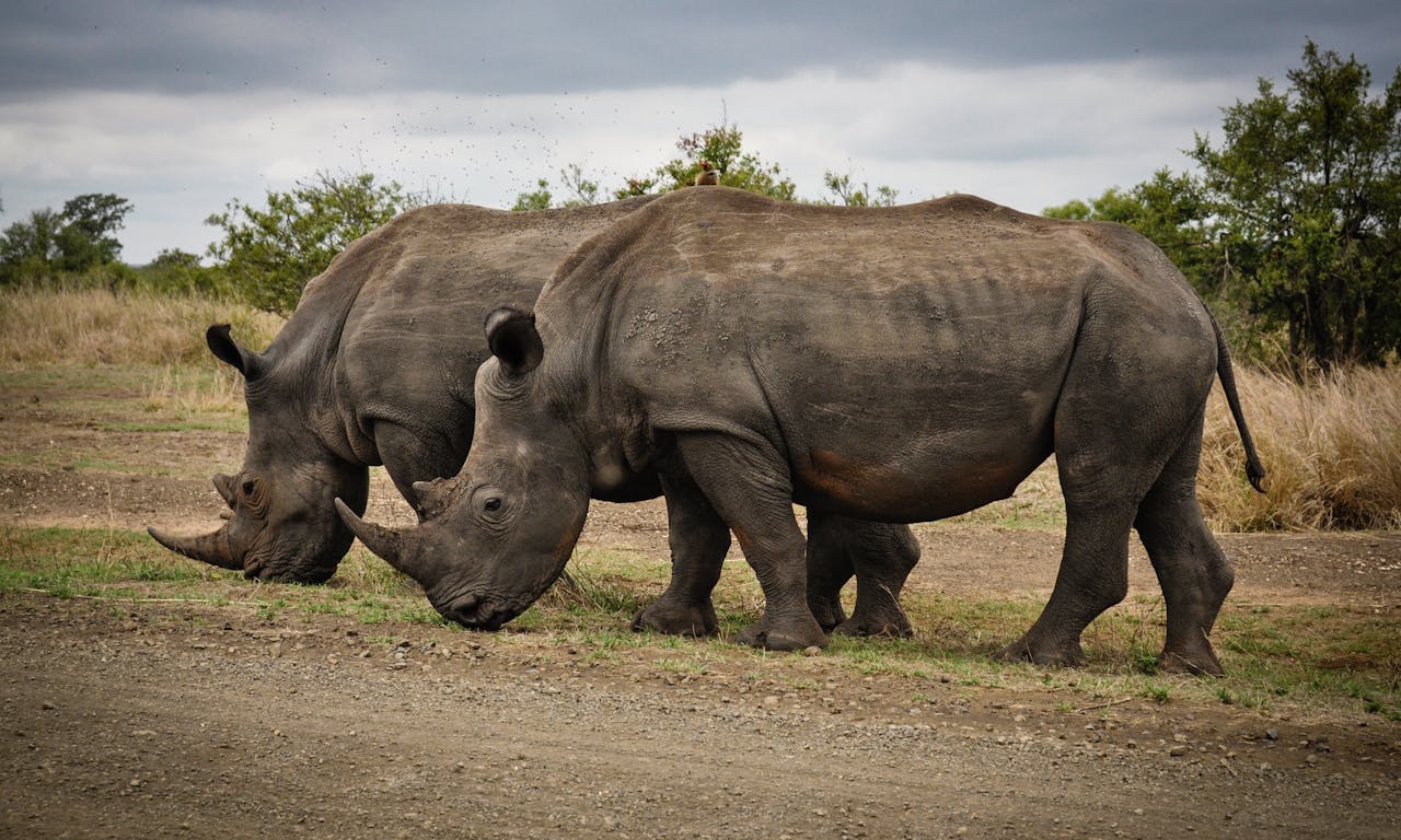 Two rhinoceroses graze in Kruger Park, showcasing the beauty of South African wildlife.