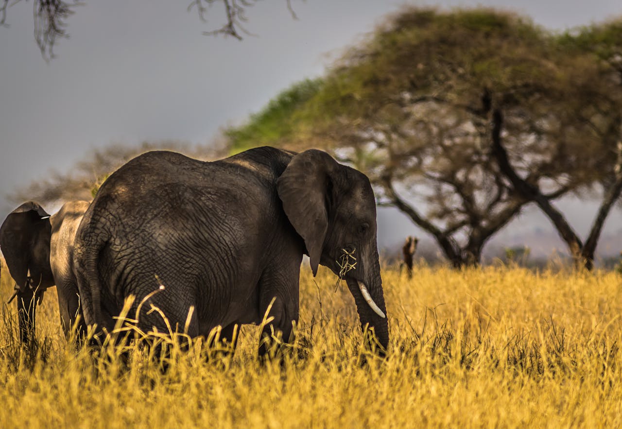 why-choose-us Capture of an elephant grazing in the wild savanna with acacia trees in the background, showcasing nature's beauty.