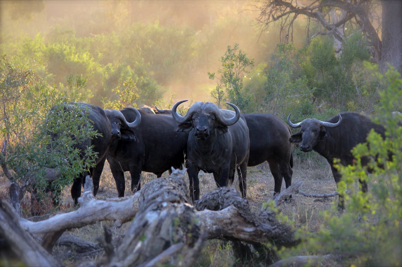 A herd of African Buffalo (Syncerus caffer) in Kruger Park, South Africa, amidst lush greenery.