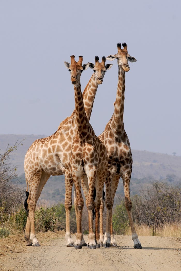 Three giraffes standing on a dirt road in a South African national park.